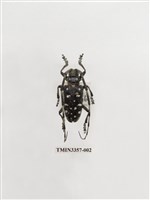 藏品(馬庫白星天牛)的圖片